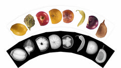 Plant X-rays - 84 pc