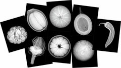 Plant X-rays - 84 pc