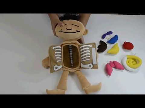 What's Inside Me Doll - 1 Doll (18") 7 Organs (3")