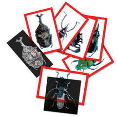 Insect X-Ray and Picture Cards 72/pcs